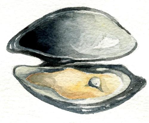 Mussel Spot Illustration