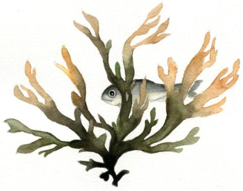 Seaweed Spot Illustration