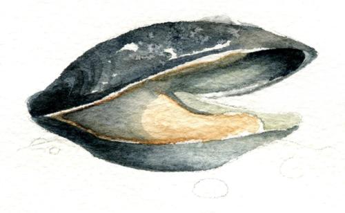 Mussel Spot Illustration